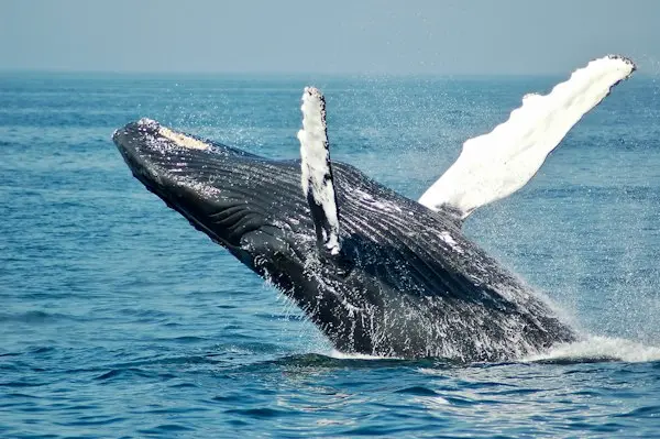 Whale Watching