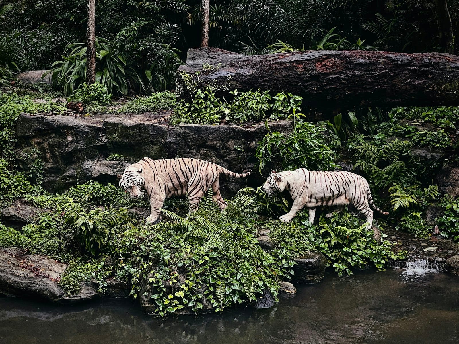 White tigers at the Singapore Zoo