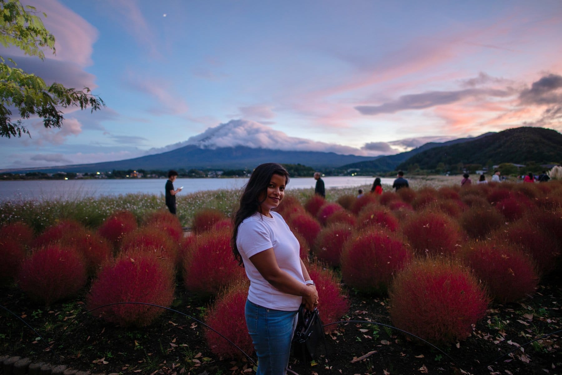 Mount Fuji at dusk behind red kochia bushes at Lake Kawaguchiko