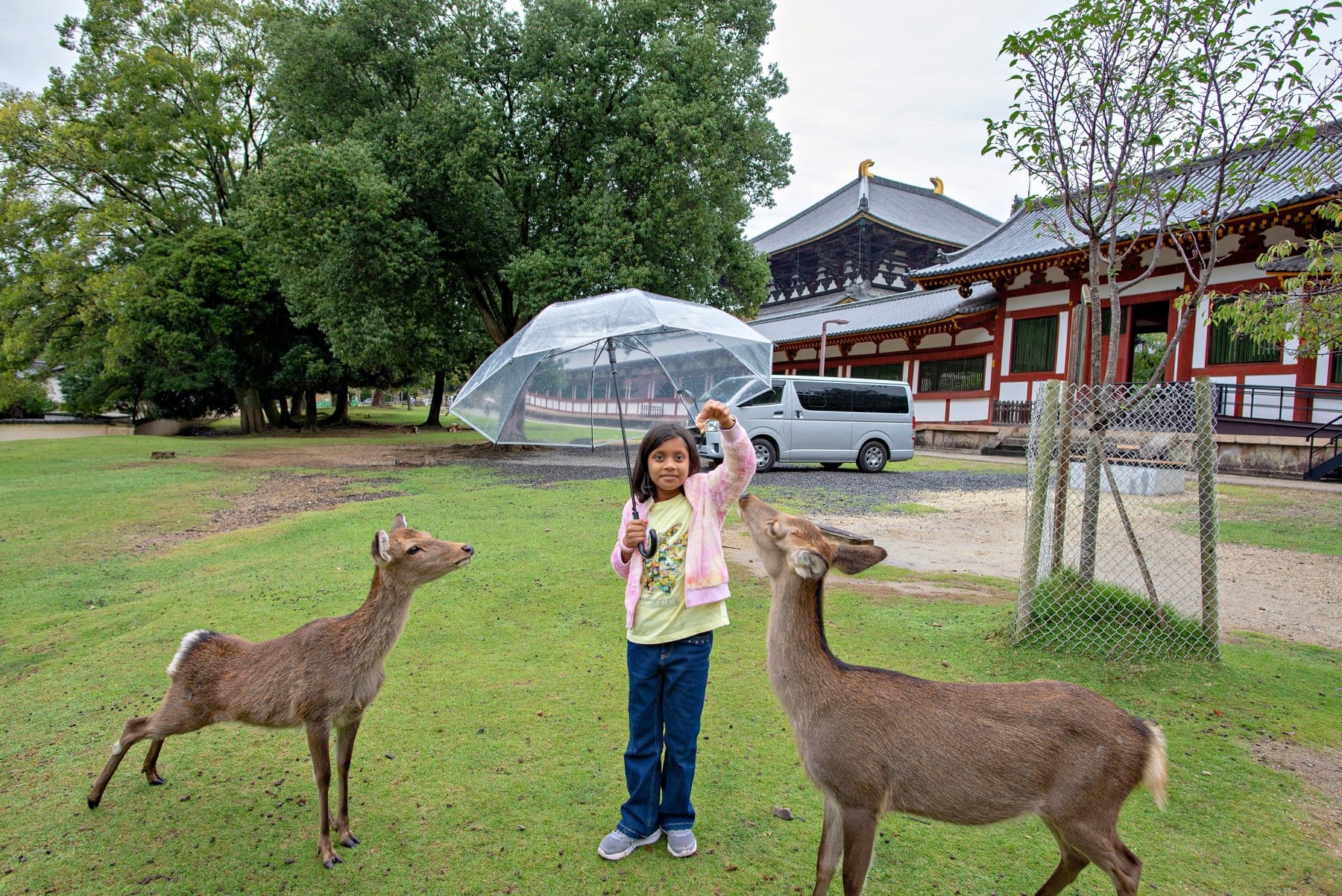 A child feeding deer in Nara Park on a rainy day