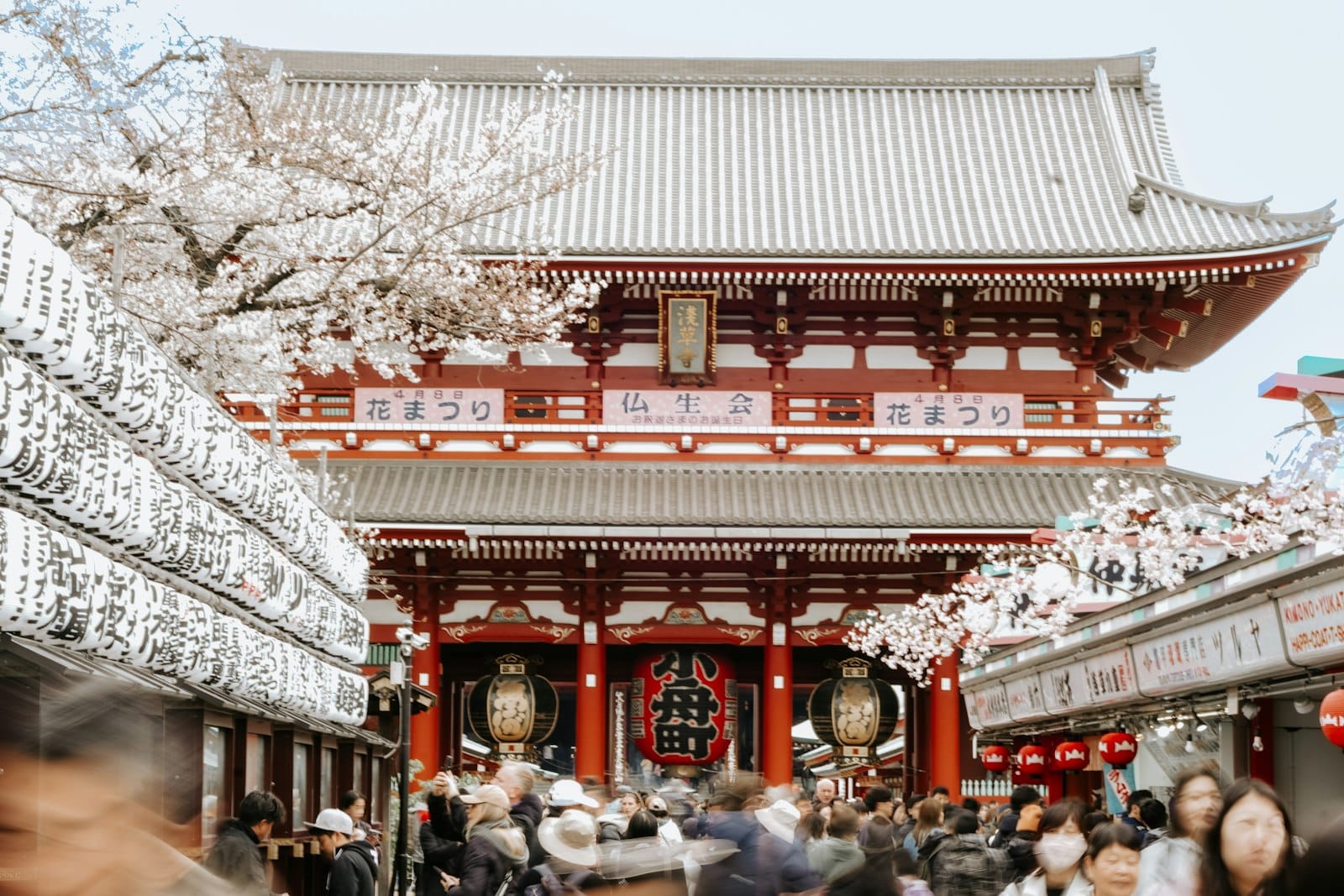 Cherry blossoms around a busy Japanese temple