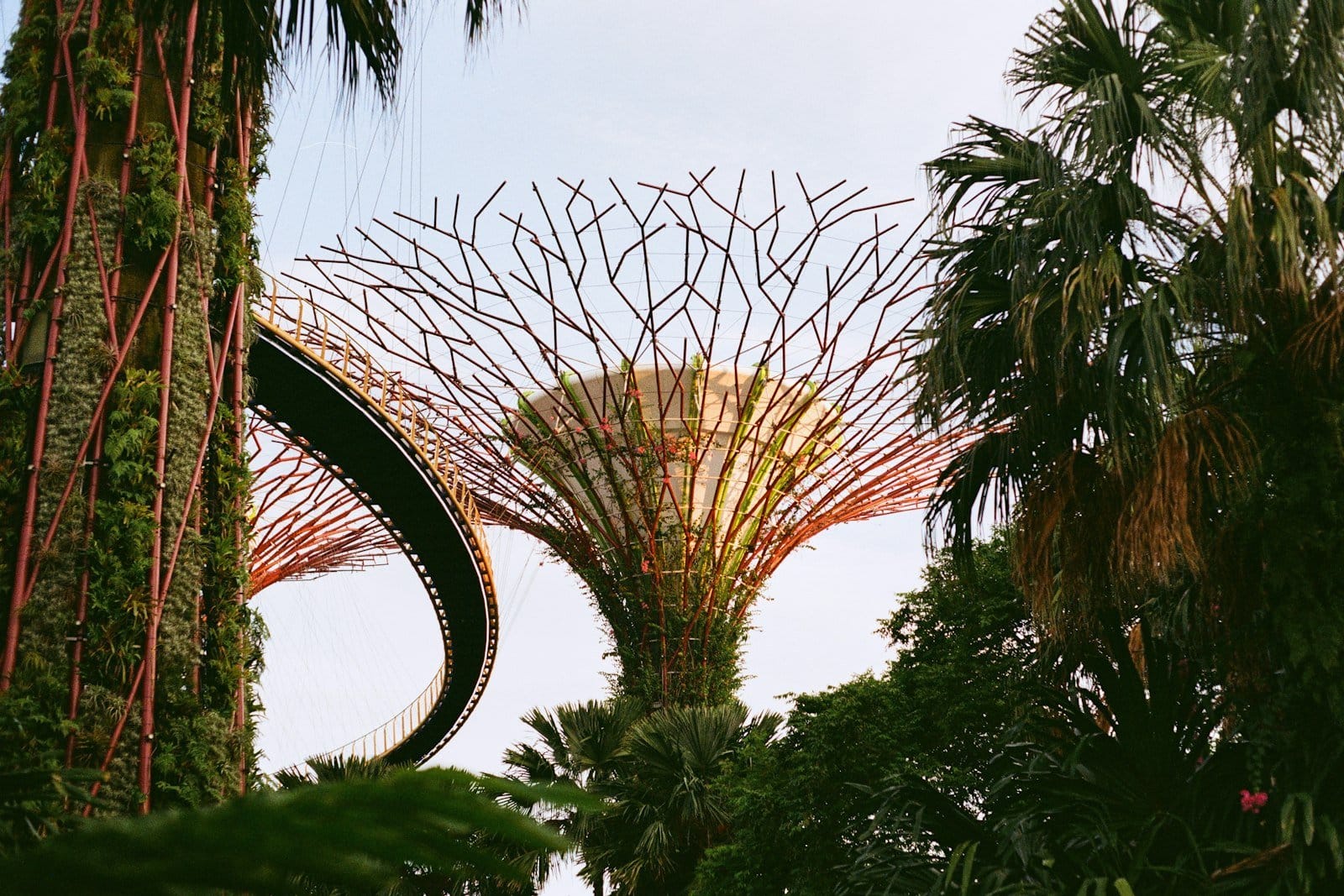 Supertree structures among tropical greenery at Gardens by the Bay, Singapore