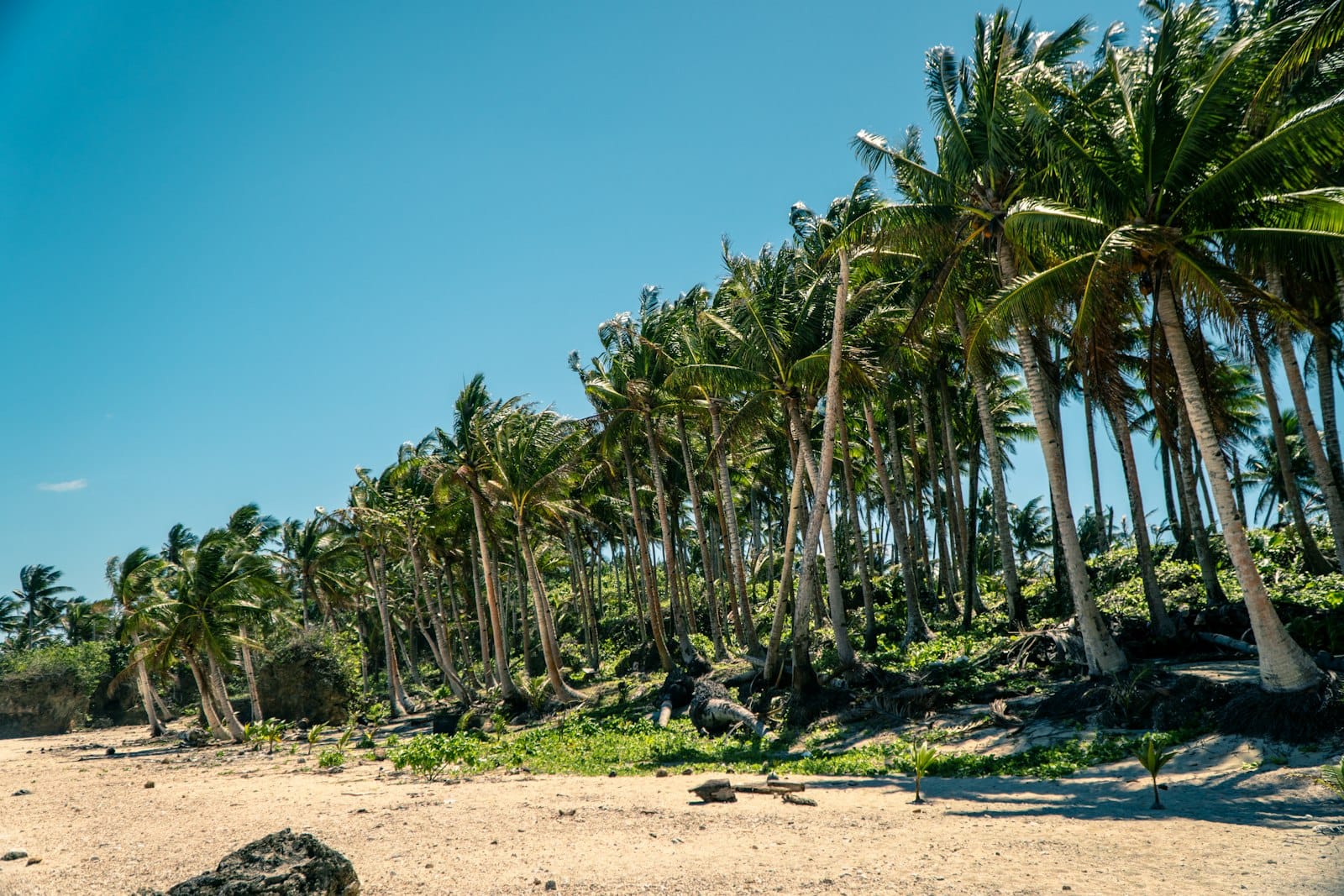 Sandy beach lined with palm trees under a blue sky in Siargao