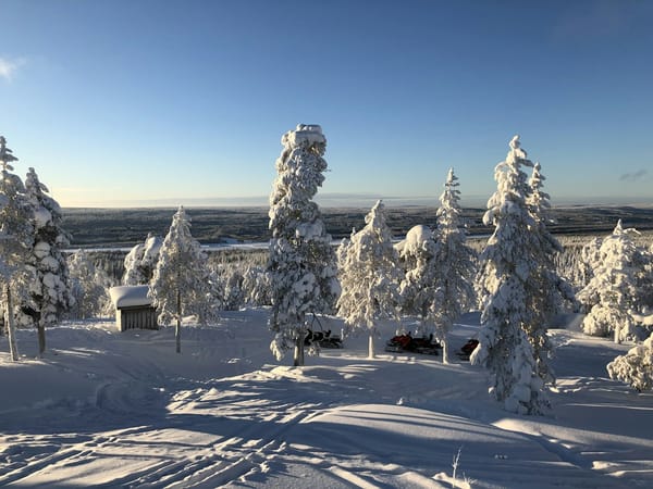 Snow-covered pine trees in the Finnish Lapland countryside near Rovaniemi